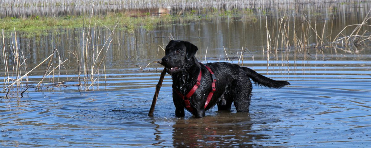 Labrador Retriever