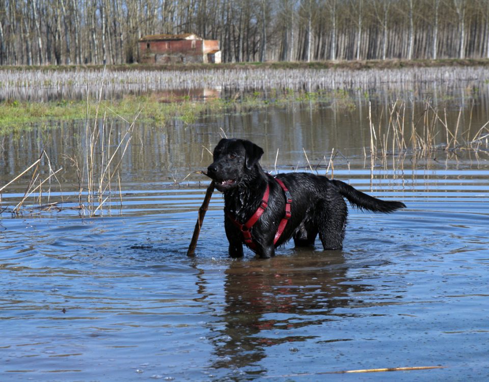 Labrador Retriever