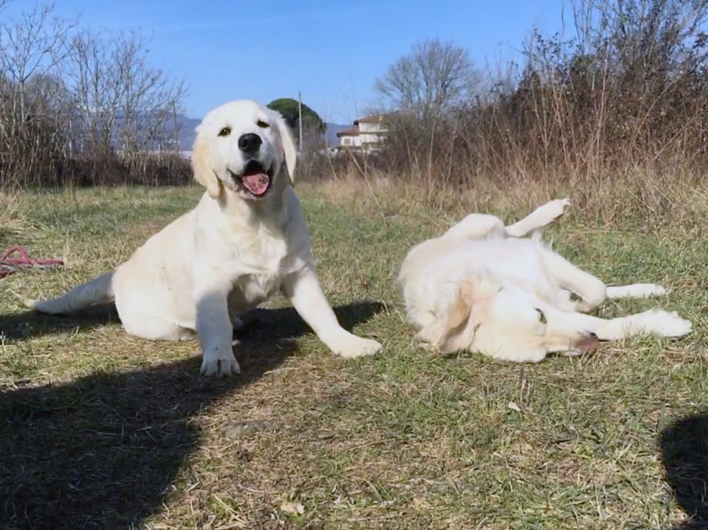 Noa e Mia, Golden Retriever allevamento Acquacheta