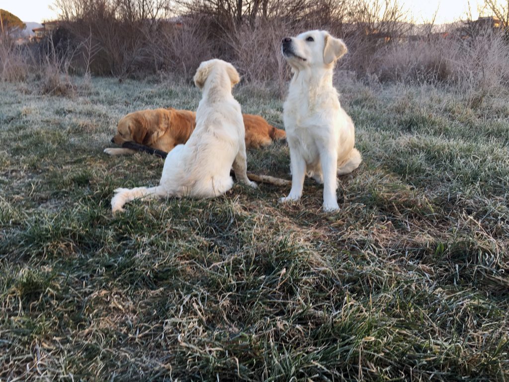 Mia, Leo, Noa - Golden Retriever Acquacheta